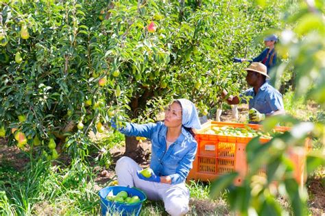 Plantation Workers Harvesting Pears Stock Photo Image Of Woman