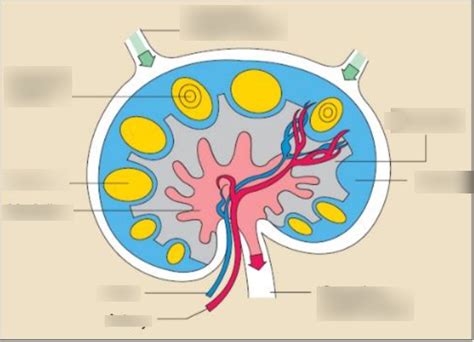 Structure Of Lymph Node Diagram Quizlet