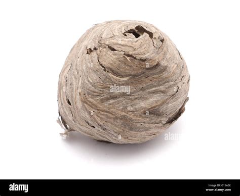 hornet's nest on a white background Stock Photo - Alamy