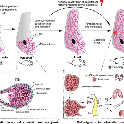 Mammary Epithelial Cells Migration In Normal Ductal Tree And Metastatic