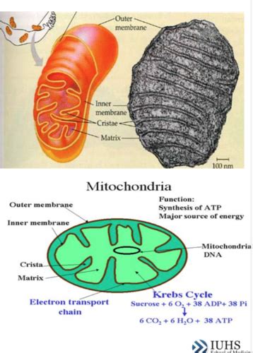 Mitochondria Flashcards Quizlet