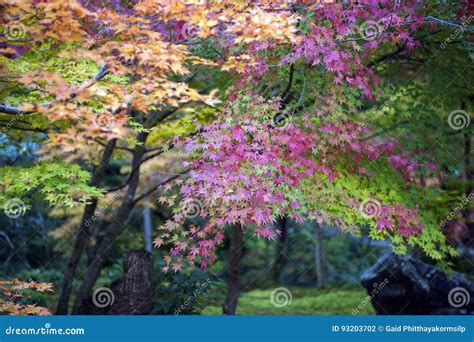 Follaje Enorme Del árbol De Arce Japonés Durante Otoño En Un Jardín En