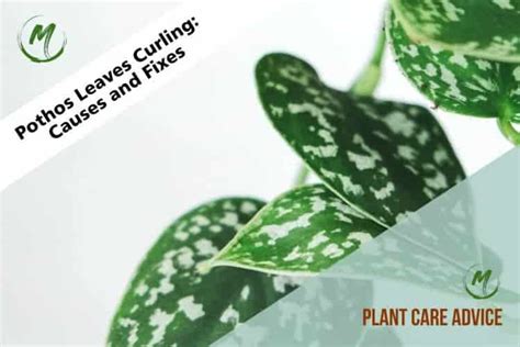 Pothos Leaves Curling Causes And Fixes