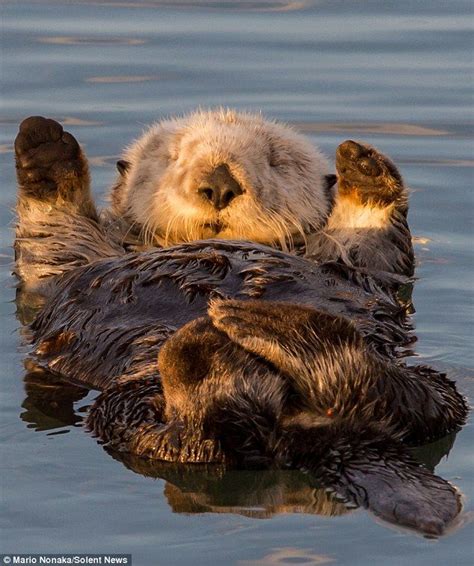 Sea Otter Facts Sea Life Painting Ocean Painting Baby Sea Otters