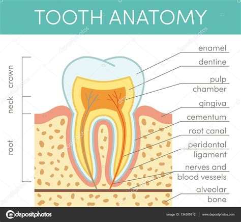 Tand Anatomie Tand Anatomi Stock Vektor Helioshammer