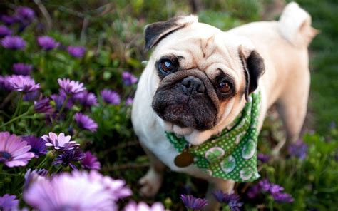 Pug Wallpapers - Wallpaper Cave
