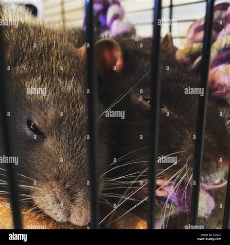 Vermin And Rats Hi Res Stock Photography And Images Alamy