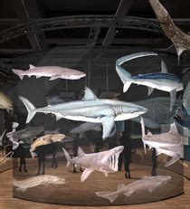 Evergreen Exhibitions | Sharks - Evergreen Exhibitions