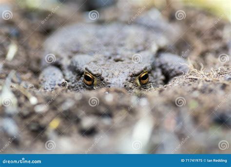 O Sapo Comum Bufo De Bufo Enterrou Parcialmente No Solo Imagem De