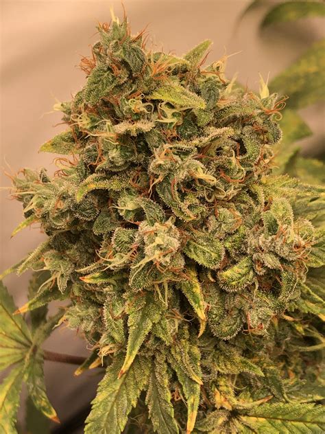 Strain Galerie Green Gelato Royal Queen Seeds PIC 28062263137235371