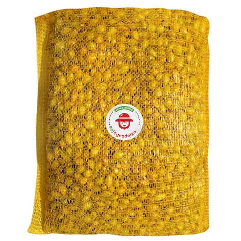 Cebula Dymka Ozima Senshyu Yellow Zimowa 10kg Sklep RajOgrodnika Pl