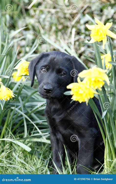 Chiot De Cutie Labrador Dans Les Jonquilles Photo Stock Image Du