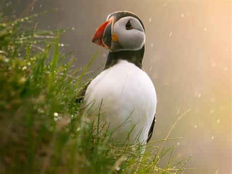 Wildlife Photography