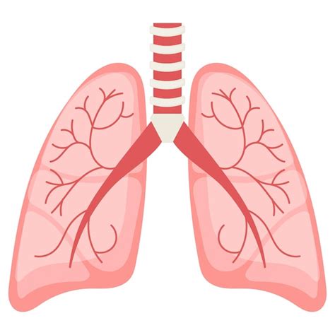 Premium Vector Respiratory System Vector Design Organ System Human