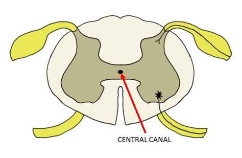 Central Canal Definition Neuroscientifically Challenged