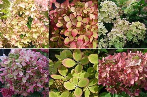 Гортензия Пастель Грин (Pastelgreen): описание сорта, 10 фото, отзывы ...