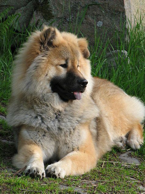 38 Best Eurasier Keeshond Samoyed Chow Chow Mix Asian Spitz Images