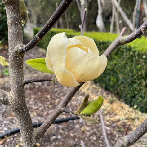 Anthony Tesselaar Plants — Australian Horticultural Trials Week