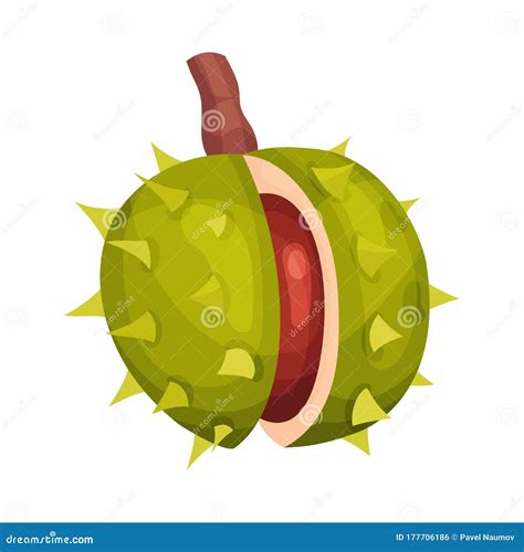 Chestnut with Thorned Shell and Brown Nut Inside Vector Illustration ...