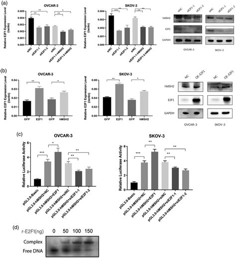 E2f1 Regulates The Expression Of Hmsh2 In Ovarian Cancer Cells A