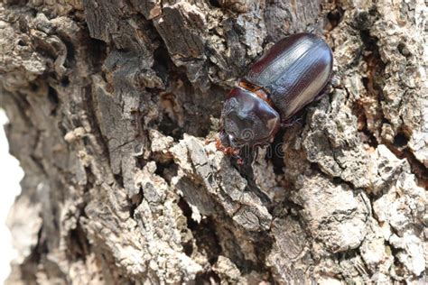 Coconut Rhinoceros Beetle Try To Crawling On The Tree Closeup And Find