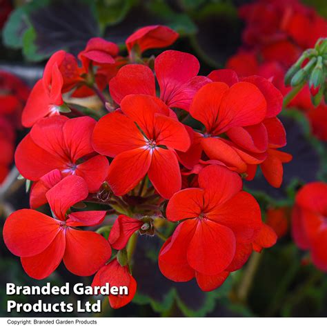 Geranium Tall Dark Handsome Red Van Meuwen