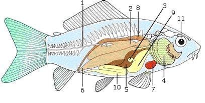 Anatomie ryb Nachytáno cz