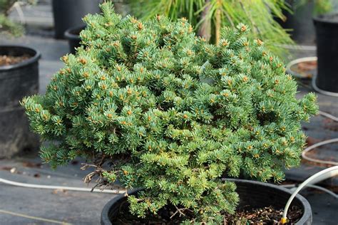 Abies Lasiocarpa Utah Subalpine Fir Conifer Kingdom