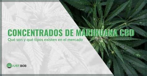 Concentrados De Marihuana Cbd Qu Son Justbob