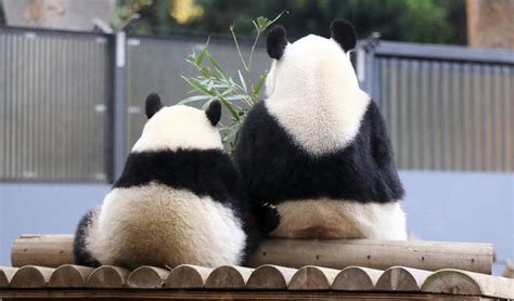 Panda Mom and Baby Photos, Images | Giant Panda Pictures