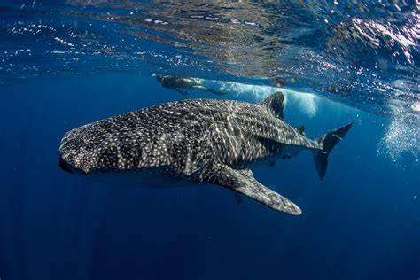 Disfruta el avistamiento del Tiburón Ballena en Baja California