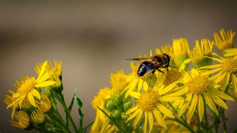 Blomma Bin Insekter Gratis Foto P Pixabay Pixabay