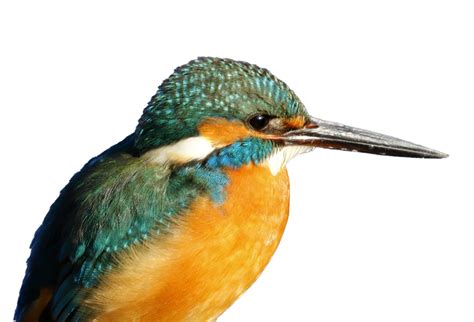 Kingfisher Bird Png Transparent Images Png All