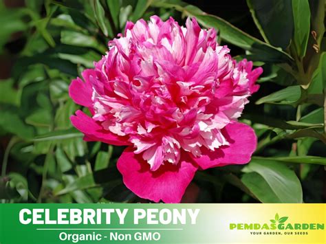 10 Rare Seeds Celebrity Peony Seeds B042 Pemdasgarden