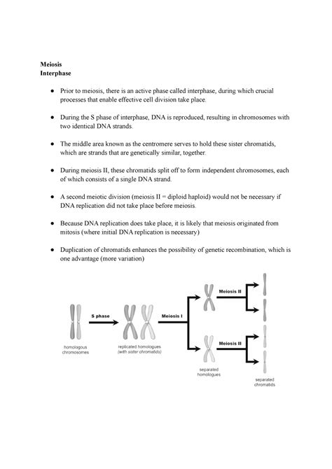 Meiosis Meiosis Interphase Prior To Meiosis There Is An Active Phase