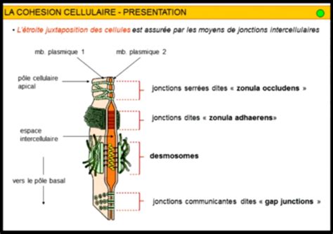 Histologie Les Tissus Pith Liaux Cartes Quizlet