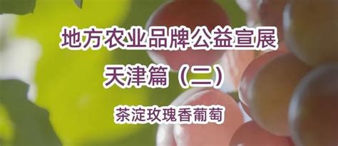 茶淀玫瑰香葡萄：玫瑰留香 品味獨特 每日頭條