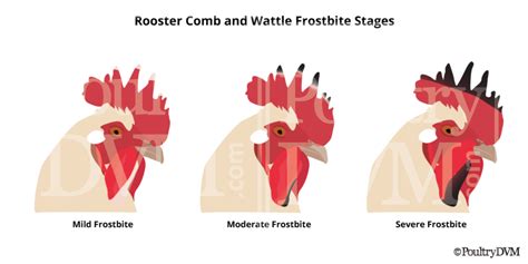 Frostbite in Chickens