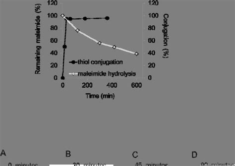 figure  antibody conjugation  maleimide hydrolysis  compound