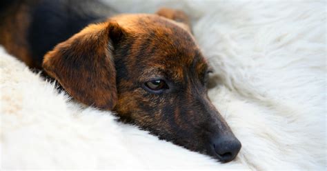 Sleeping with dogs gives you a better night sleep, science says so.