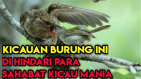 Sahabat Kicau Burung Kedasih Gacor Kicaumania Burungkedasihgacor