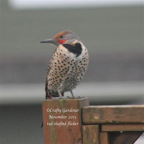 Red Shafted Flicker Craftygardenerca