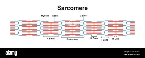 Sarcomere structure, illustration Stock Photo - Alamy
