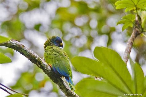 Saint Lucia Amazon Amazona Versicolor Perching St Lucia Windward