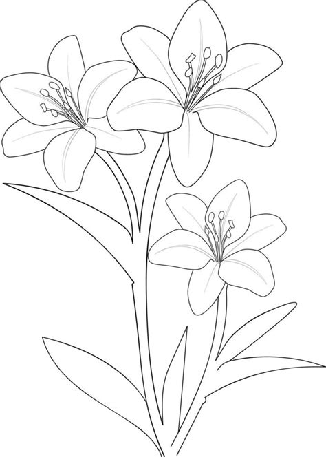 Dibujos De Flores Lilis Para Colorear Dibujos Para Colorear The Best