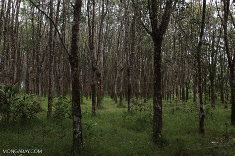 Lima Kelompok Tani Jambi Ini Peroleh Izin Hutan Tanaman Rakyat