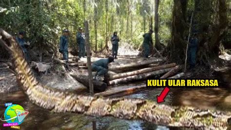 Warga Temukan Kulit Ular Raksasa Sepanjang 25 Mtr Di Pinggir Sungai