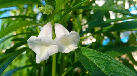 How To Grow Sesame Plant In Your Garden And Harvest The Seeds