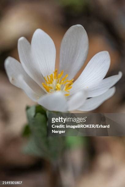 Bloodroot Photos And Premium High Res Pictures Getty Images