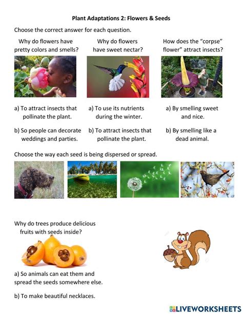 Plant Adaptations 2 Worksheet Live Worksheets